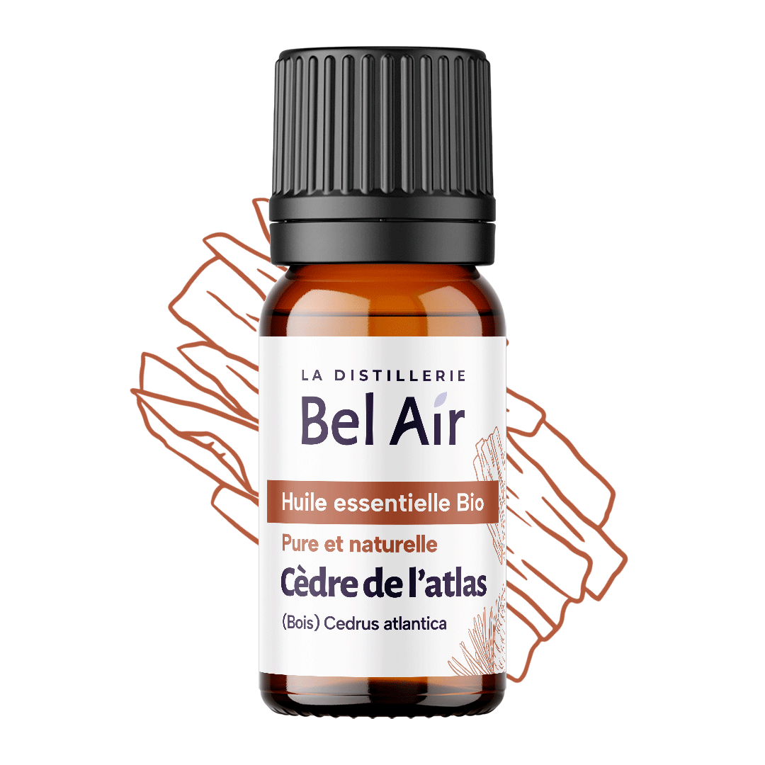 Cèdre de l'Atlas du maroc (Bois) - 10ml - Bel Air