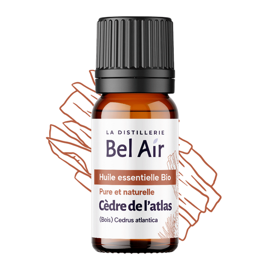 Cèdre de l'Atlas du maroc (Bois) - 10ml - Bel Air